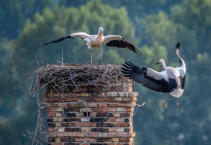 Expert Chimney Animal Removal in Artesia, CA Professional Chimney Animal Removal Services in Artesia, California